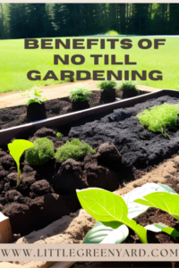 no till gardening