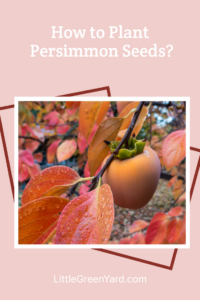 How to Plant Persimmon Seeds? - Little Green Yard