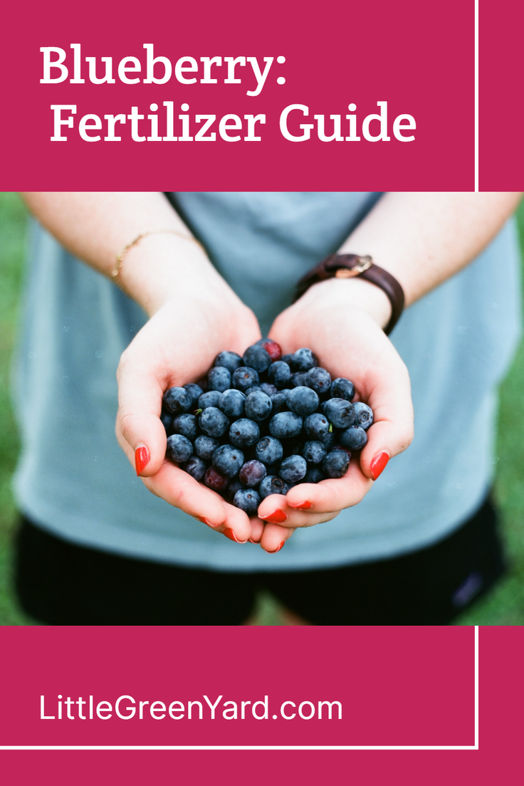 Blueberry: Fertilizer Guide - Little Green Yard